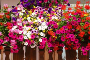 I fiori pendenti che colorano il balcone