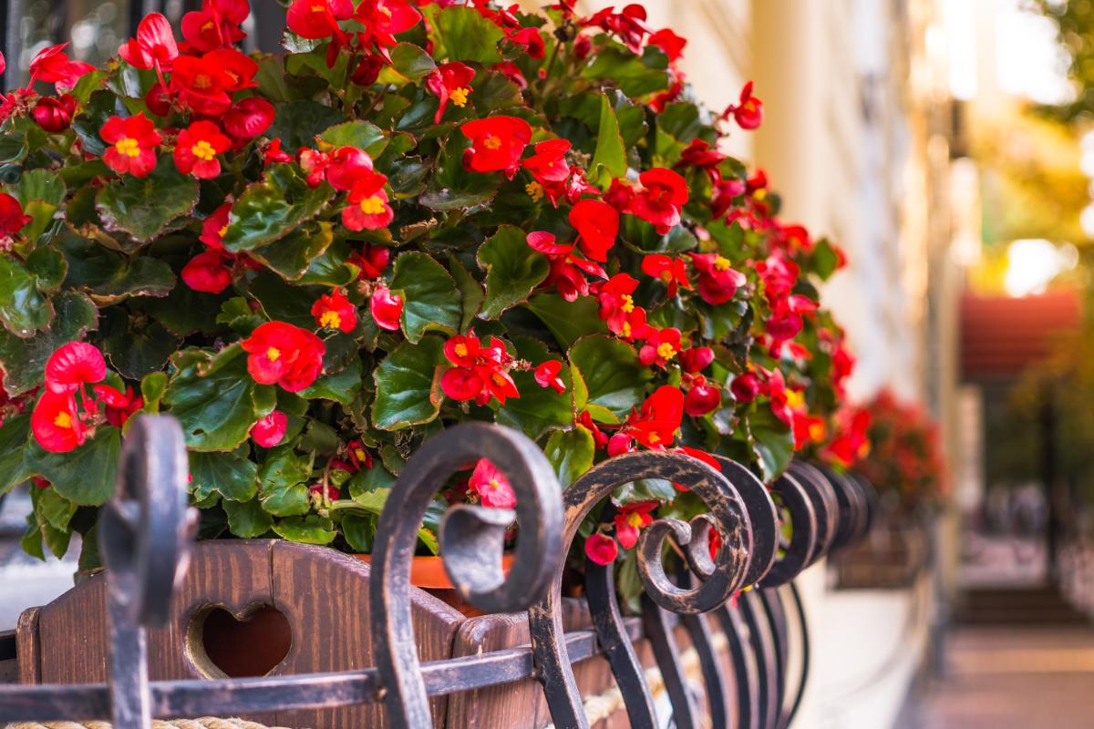 I fiori rossi per fioriere a tema estivo