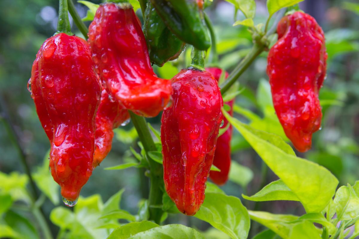 Peperoncini piccanti