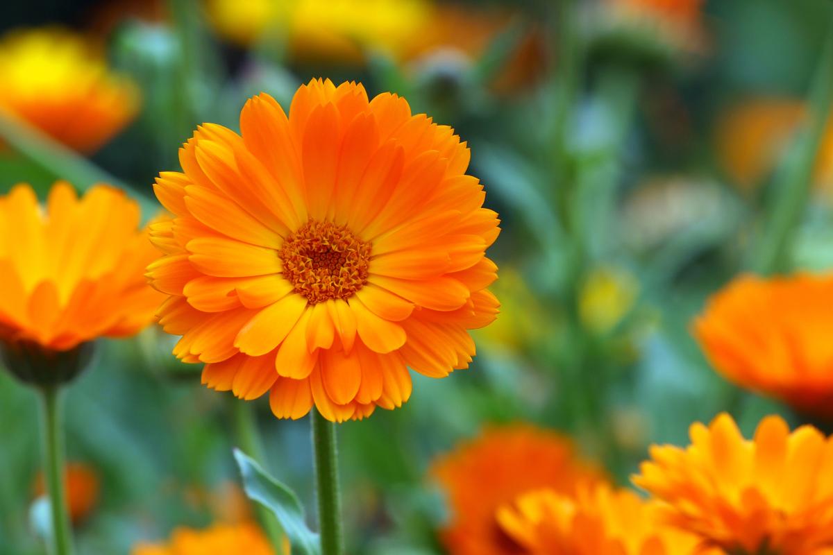 Fiori da piantare a Luglio