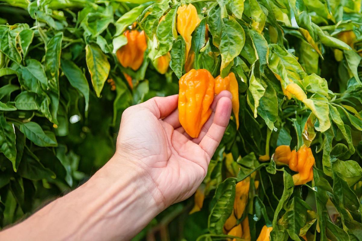 Come ottenere peperoncini piccanti: ecco i segreti