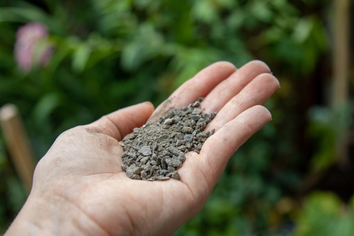Il fertilizzate con cenere e bucce d'aglio