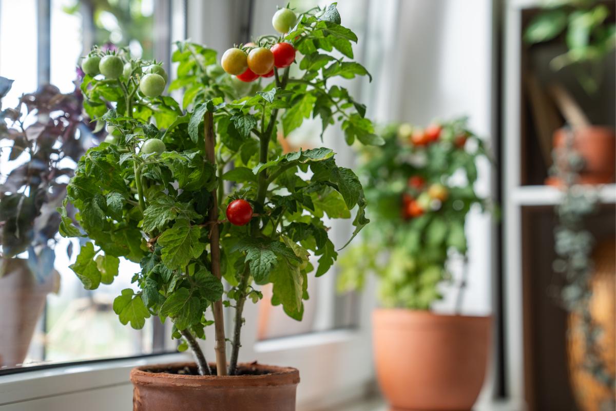 I pomodori che col caldo non si spaccano