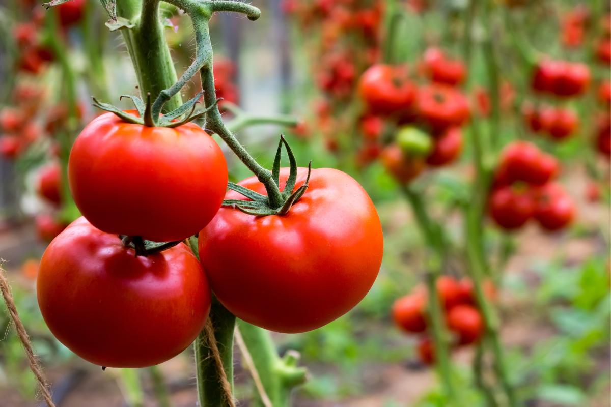 Cosa evitare per non rovinare i pomodori