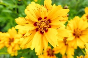Fiori da seminare a luglio