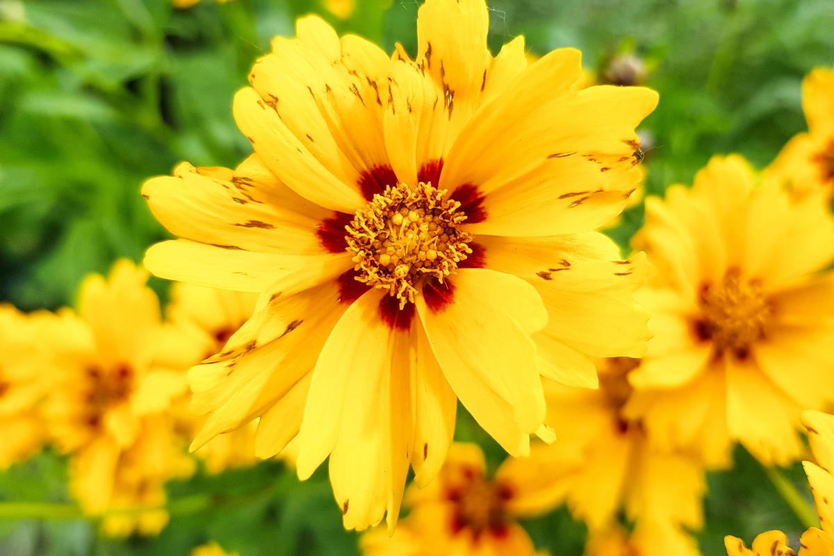 Fiori da seminare a luglio