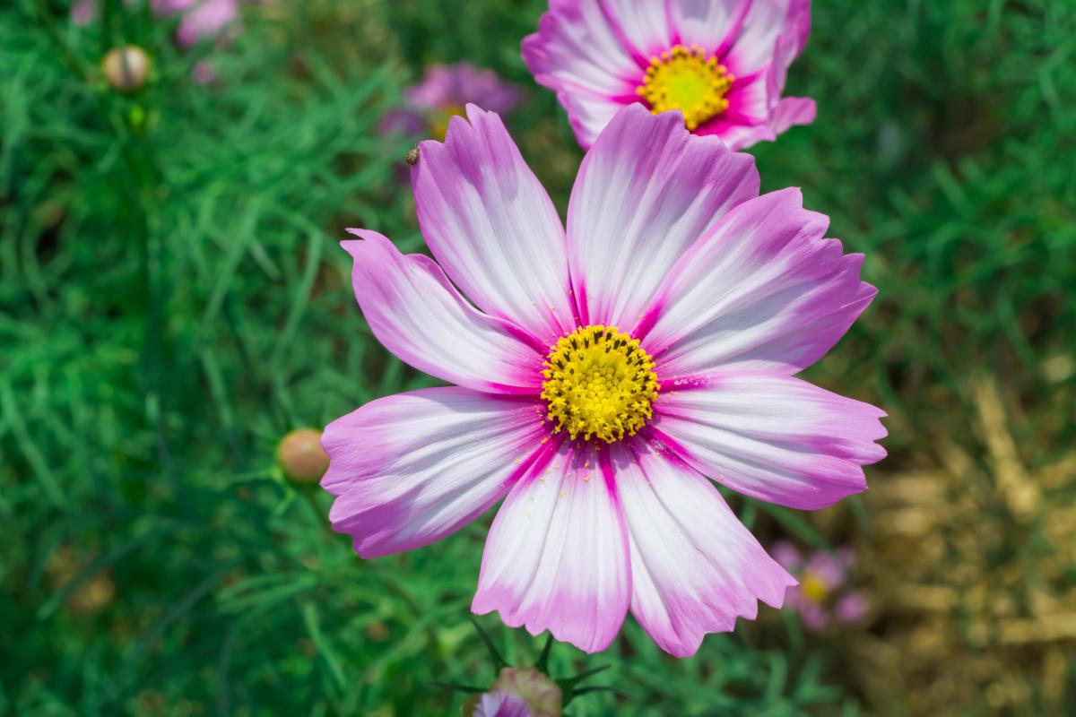 Fiori a crescita rapida