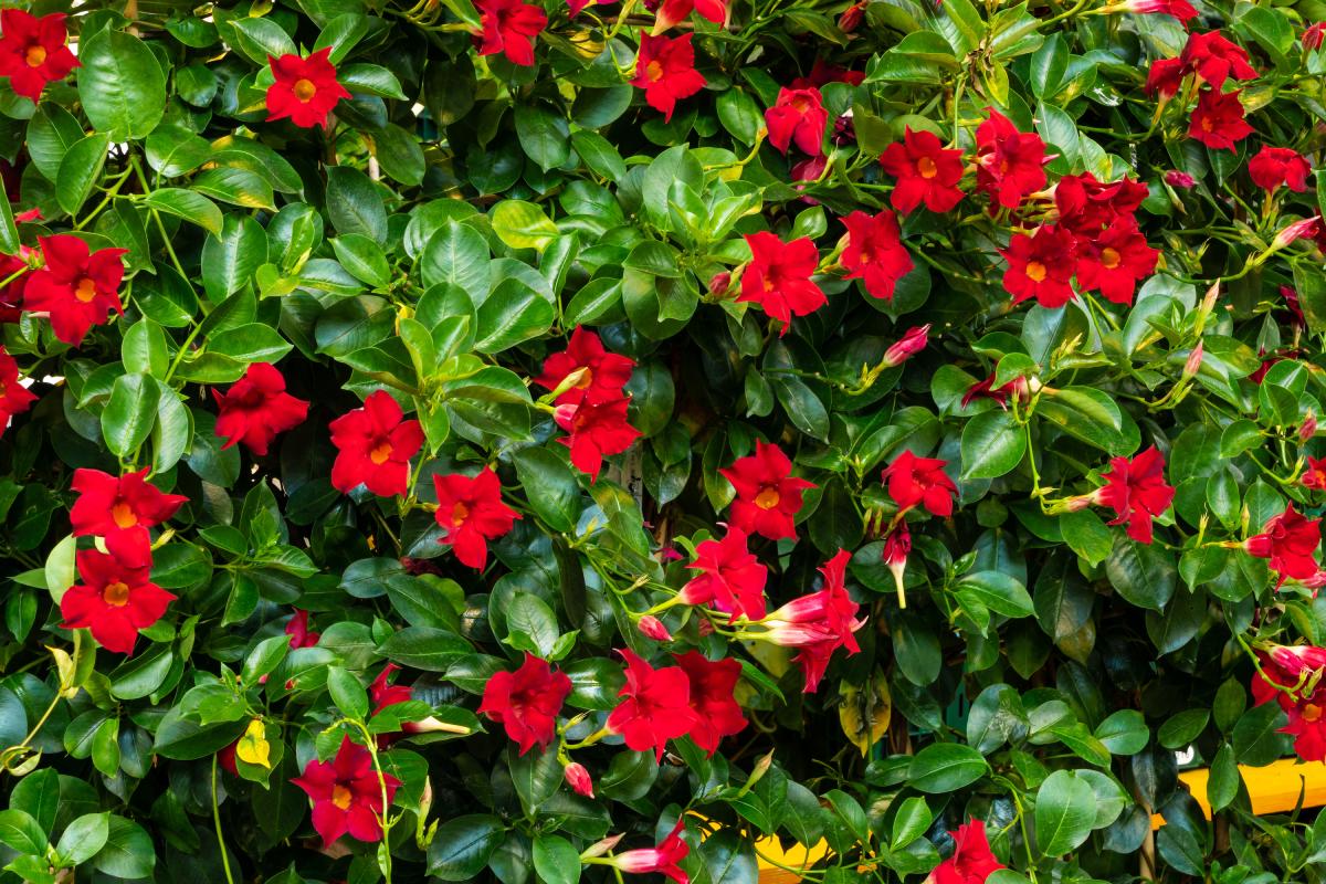 Fioriere con fiori rossi estivi