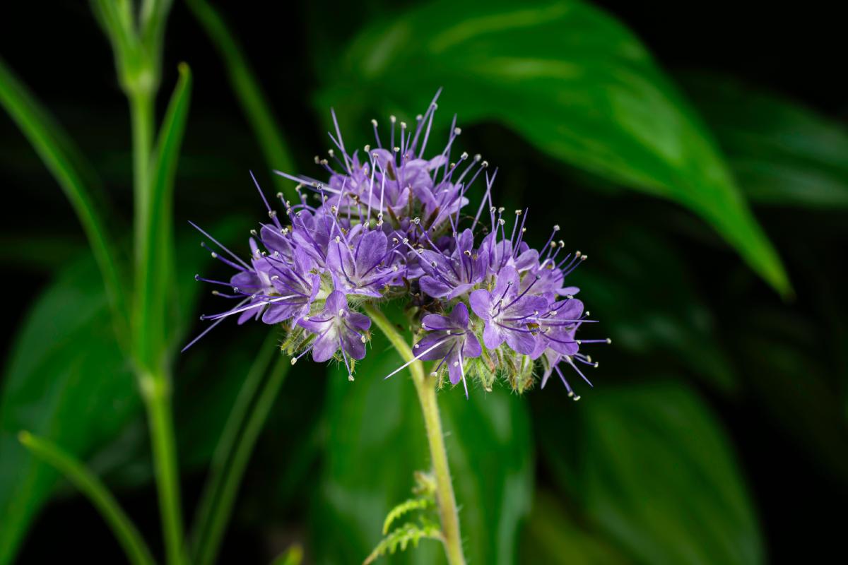 Fiori che crescono subito se seminati a luglio
