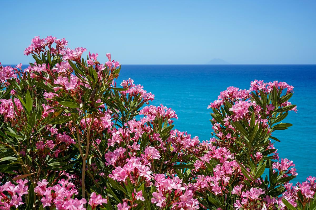 Piante ideali al mare
