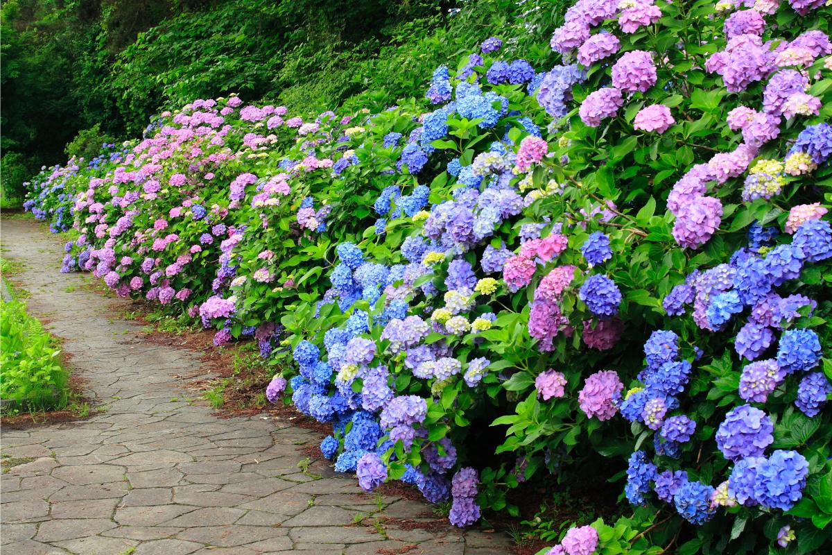 Concime naturale per ortensie