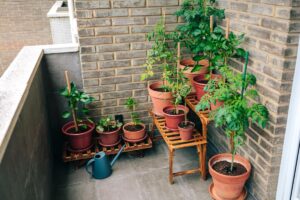Orto in balcone: i 5 errori da non fare a luglio