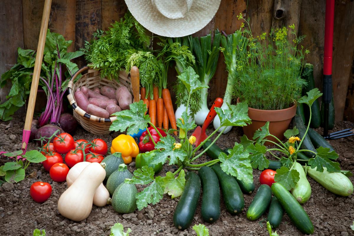 Ecco le verdure che resistono al caldo