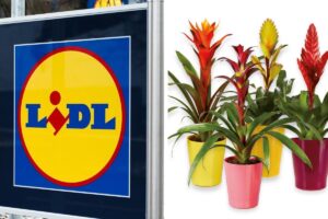 Lidl dal 28 luglio propone le sue piante