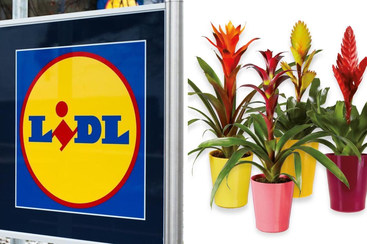 Lidl dal 28 luglio propone le sue piante
