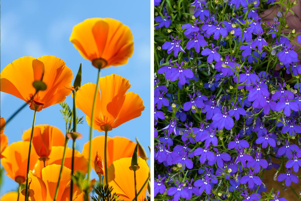 I fiori che fioriscono anche se seminati a luglio