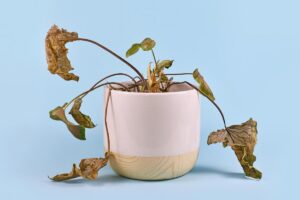 Come risolvere il problema delle piante appassite