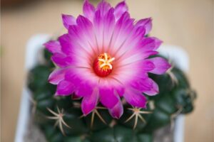 Le spine delle piante grasse