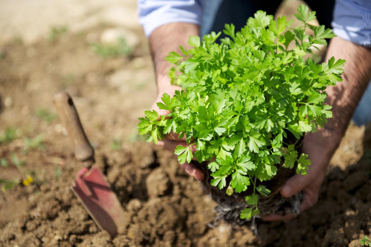 Coltivare ortaggi a luglio per goderne a settembre