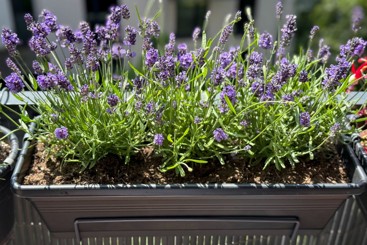 rinvasare lavanda