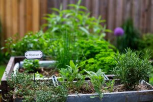 Le aromatiche ideali per chi dimentica di annaffiare