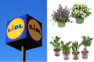 Lidl lancia le piante più amate di stagione: scopri tutte le varietà da non perdere