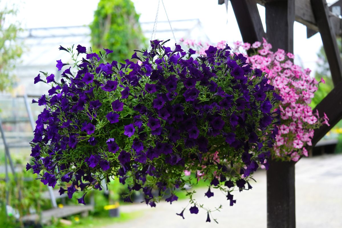 come avere petunia fiorita in balcone