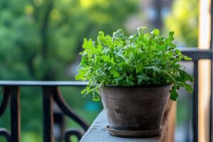 Coltivare la rucola in balcone