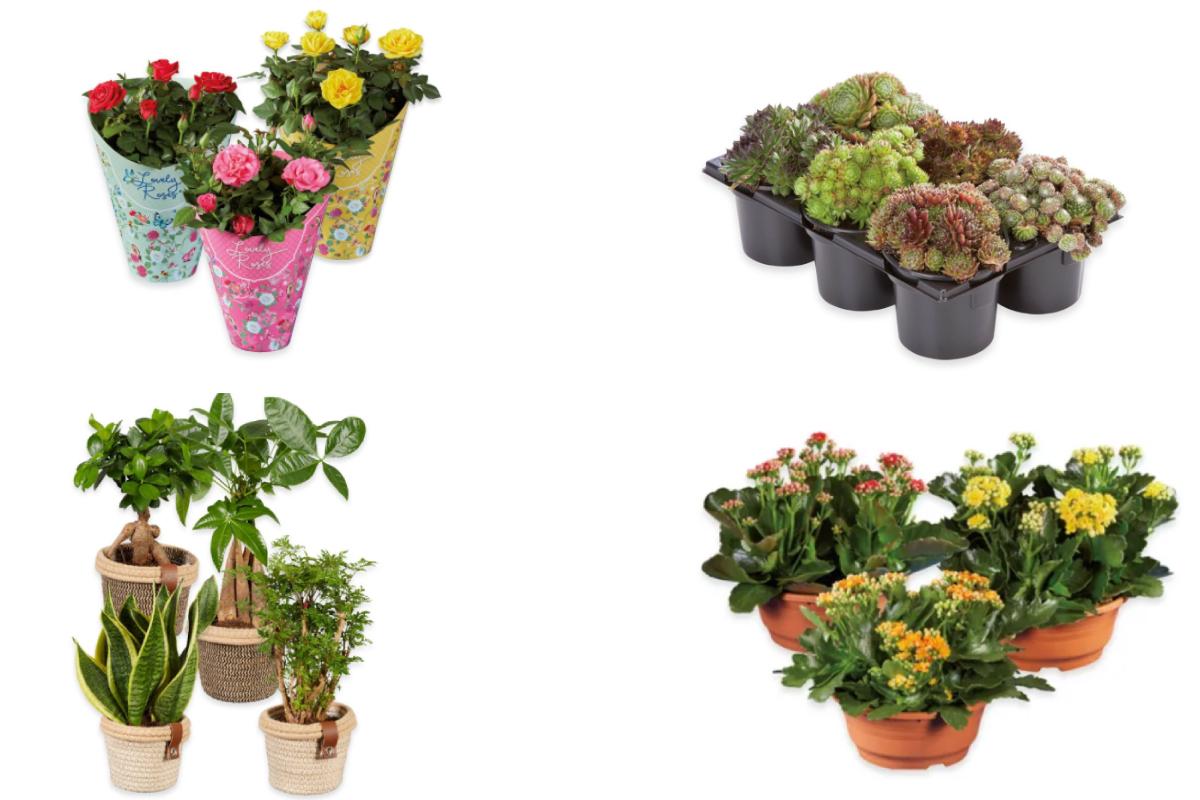 Lidl e le piante dal 28 luglio