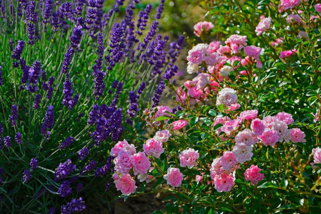 aiuola con rose e lavanda