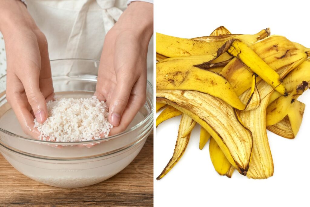 concimare con acqua di riso e banana