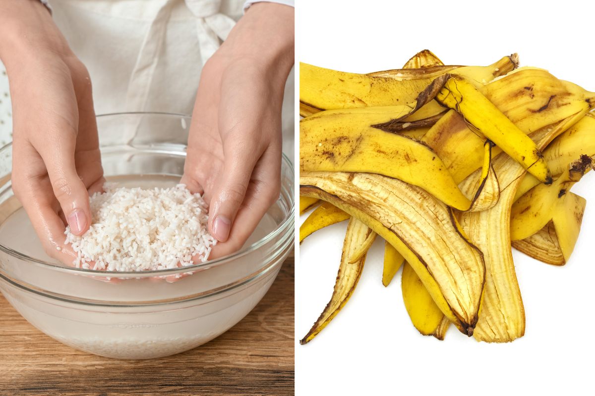 concimare con acqua di riso e banana