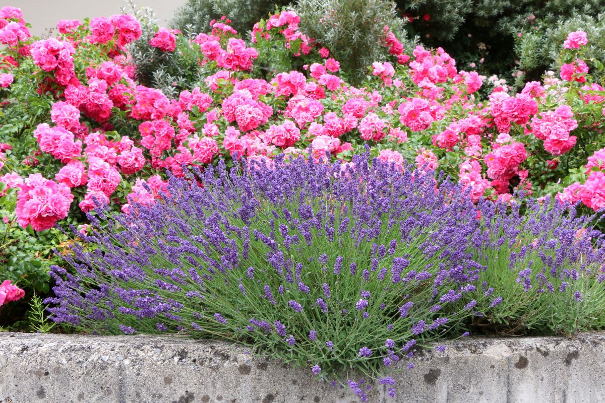 abbinare rose e lavanda per un’aiuola profumata