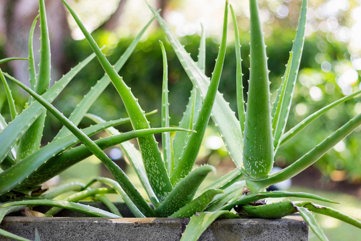 bagno notturno per aloe stressata dal sole