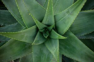 aloe stressata bagno notturno che la rigenera