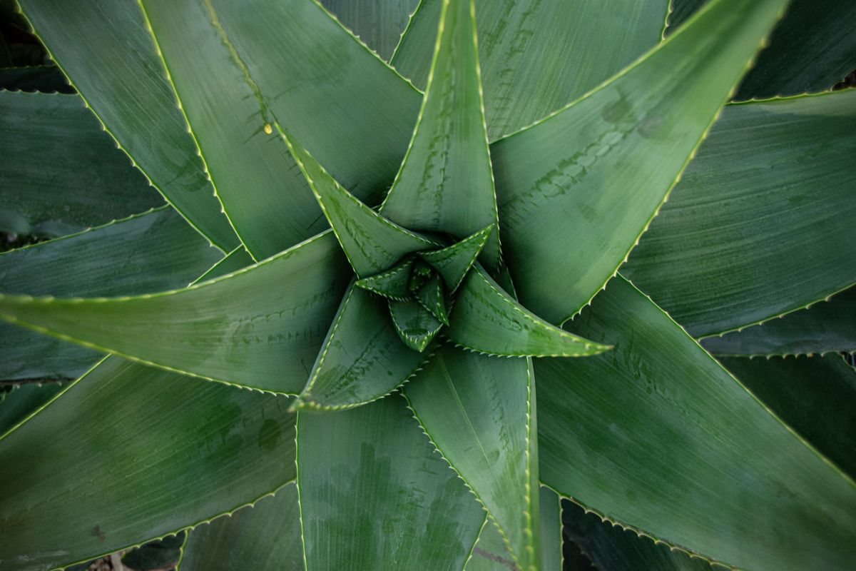 aloe stressata bagno notturno che la rigenera