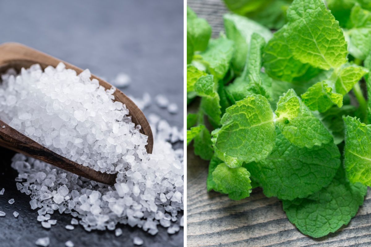 barattolo sale&menta per profumare il bagno