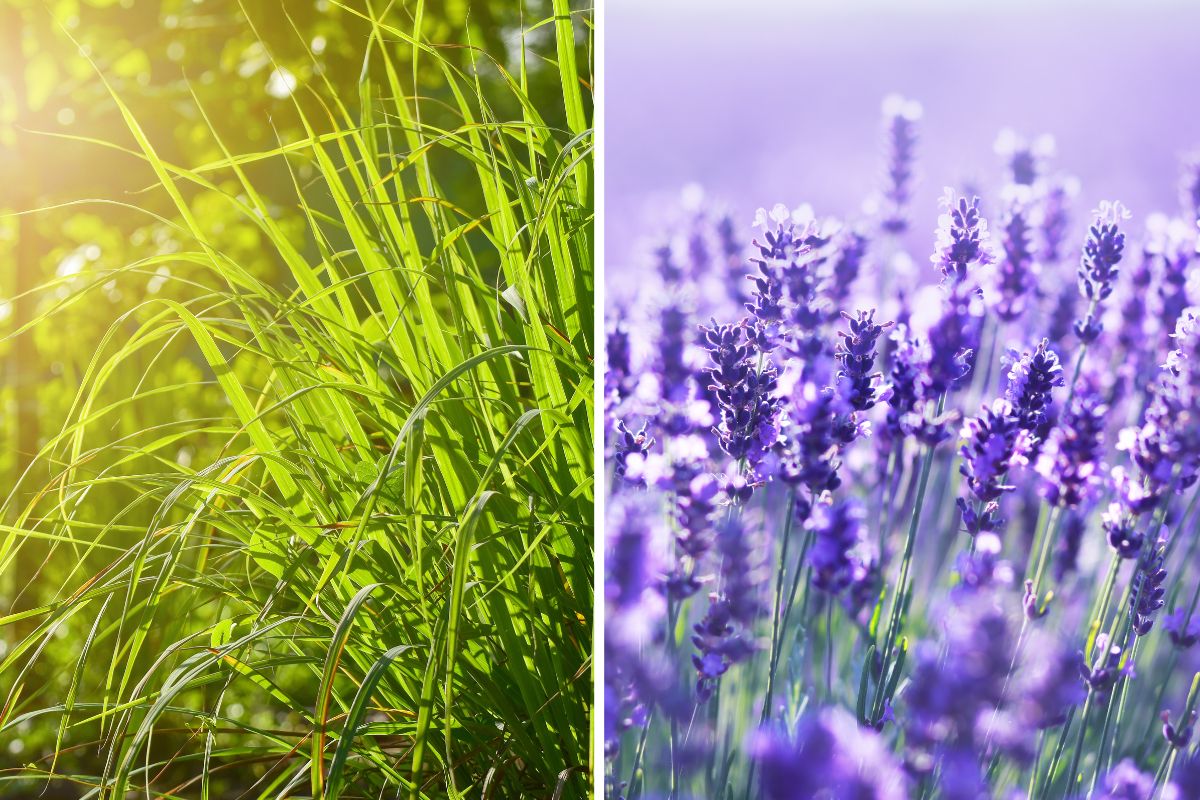 piante per giardino d’estate senza zanzare
