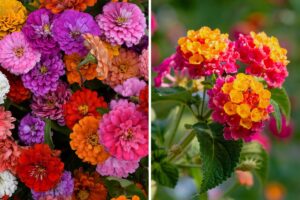 fiori estivi per balconi colorati
