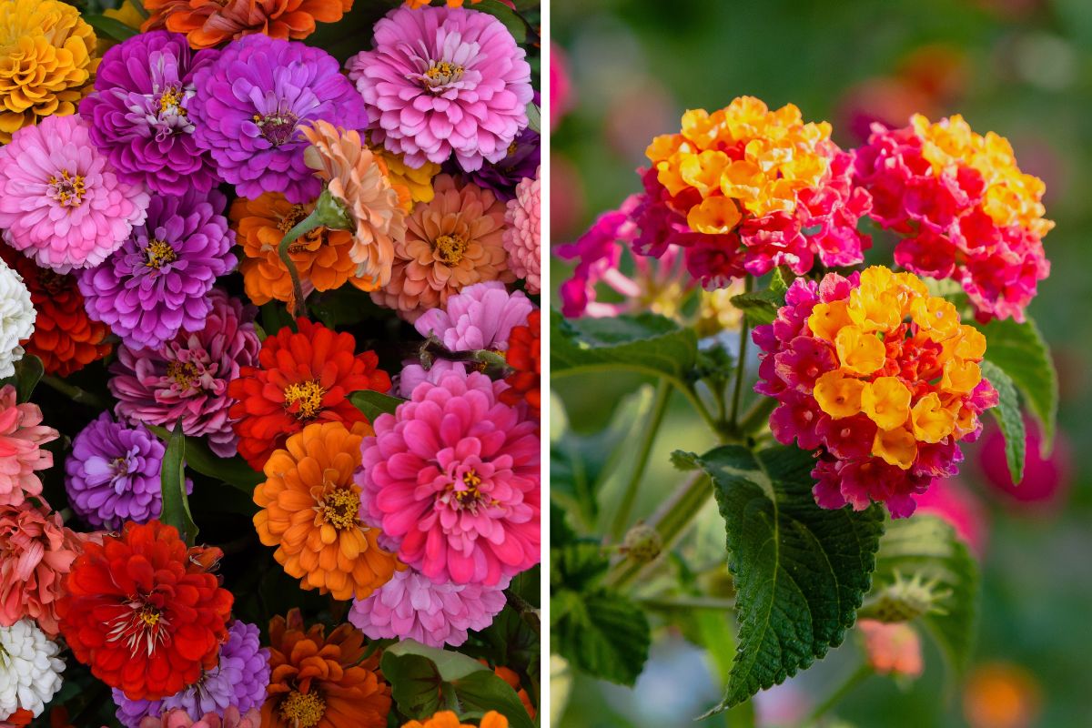 fiori estivi per balconi colorati