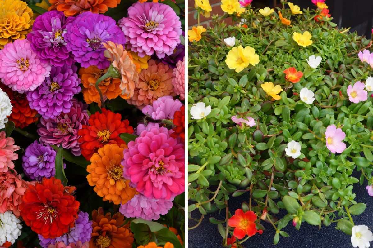 combinazioni di fiori estivi per balconi