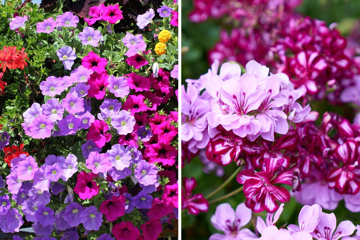 fiori estivi per balconi colorati