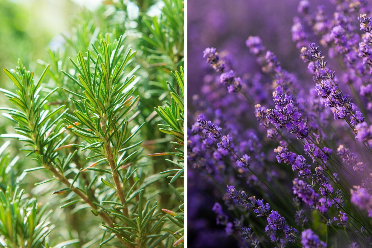 moltiplicare lavanda e rosmarino con talea estiva