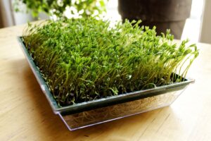 concimare con lenticchie germogliate