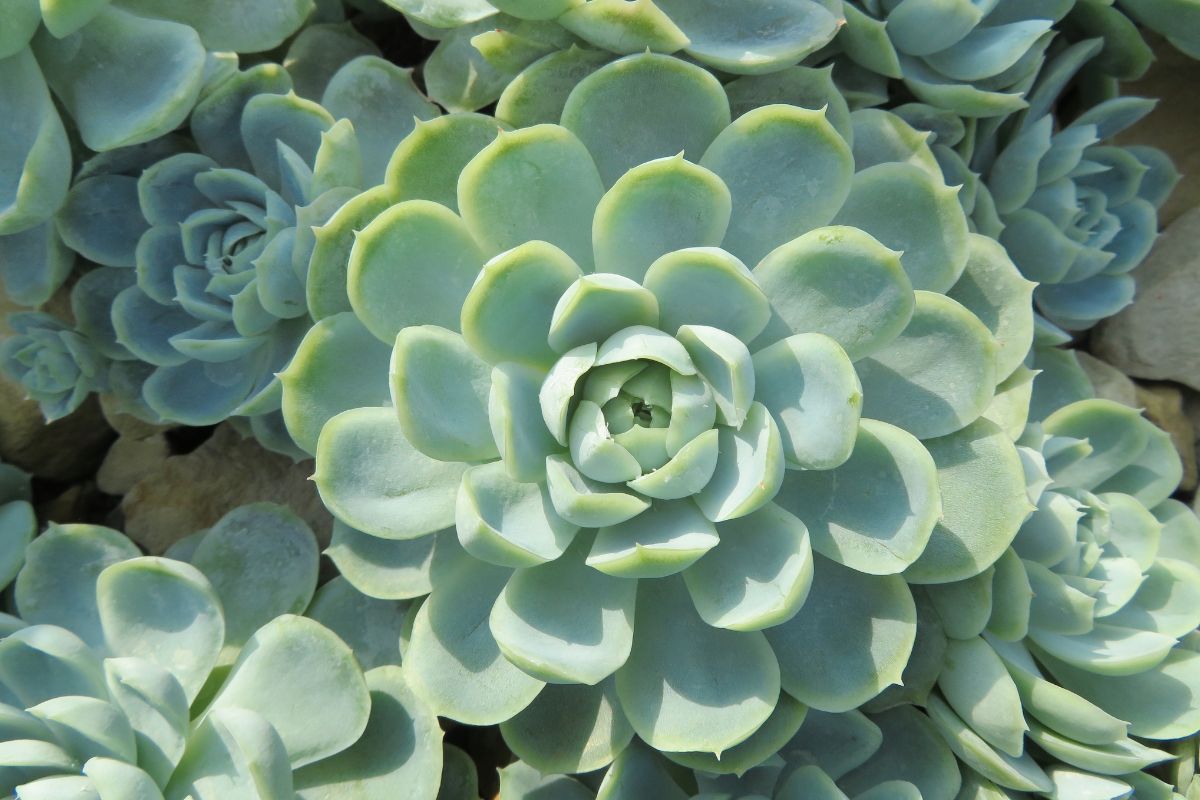 piante grasse resistente al caldo