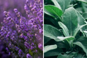 erbe aromatiche per il balcone