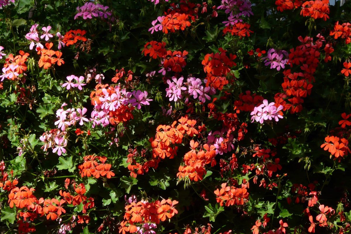 I fiori per balconi esposti a sud