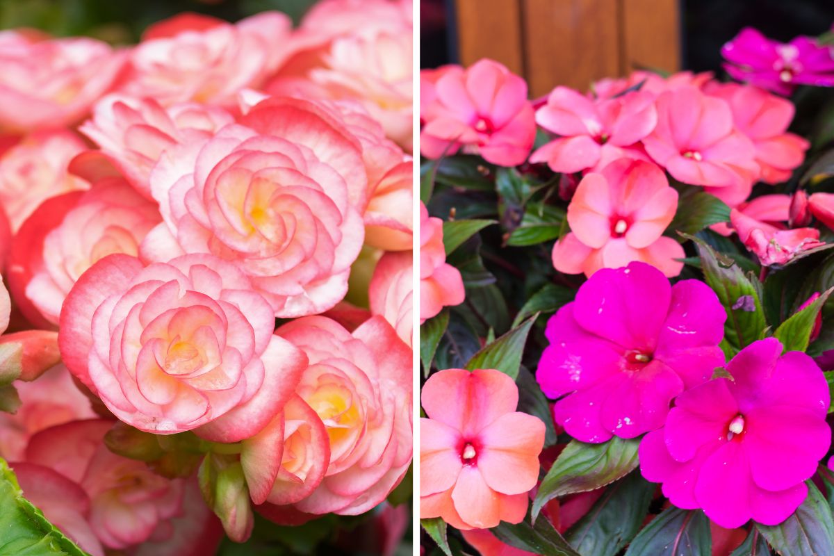 combinazioni di fiori estivi per balconi