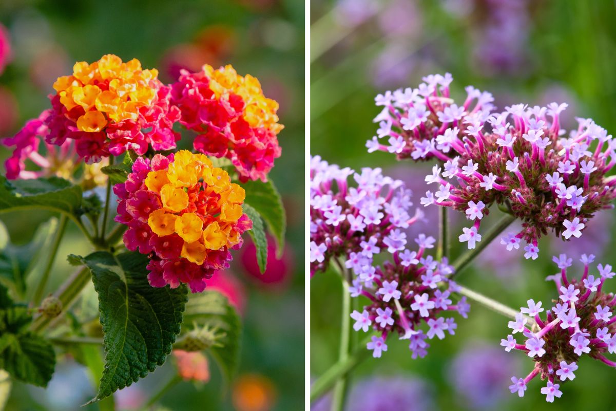 fiori estivi per balconi colorati
