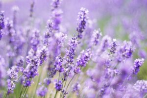 I fiori più resistenti per balconi
